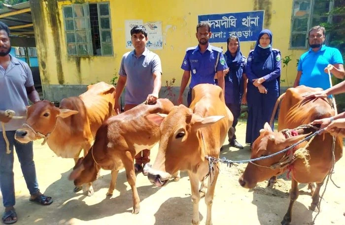 আদমদীঘিতে চুরি যাওয়া ৪টি গরু উদ্ধার, দুই চোর গ্রপ্তাের